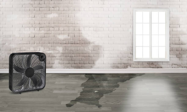 Best Professional water damage repair  in Richlands, VA